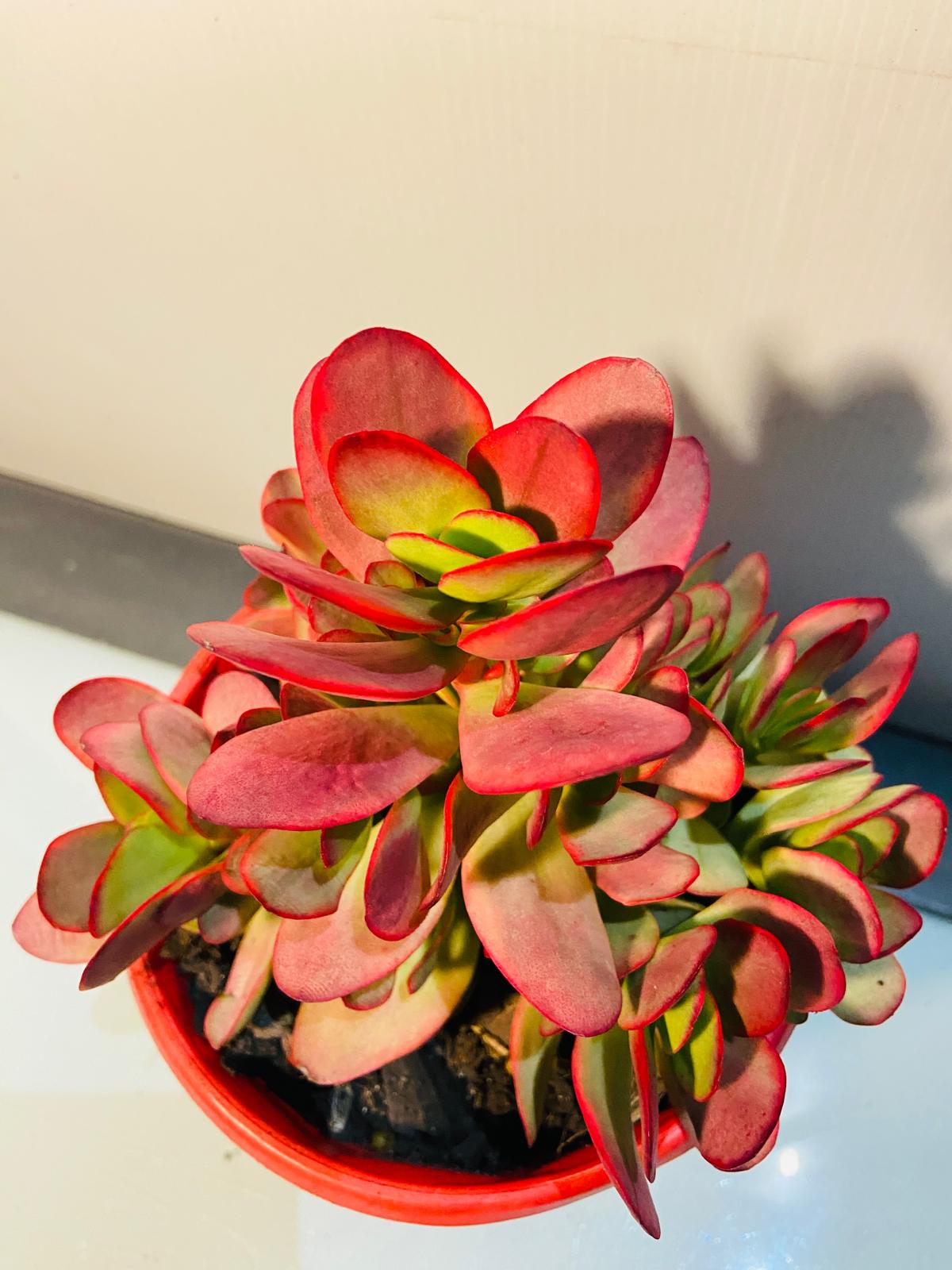 Crassula Platyphylla Variegata