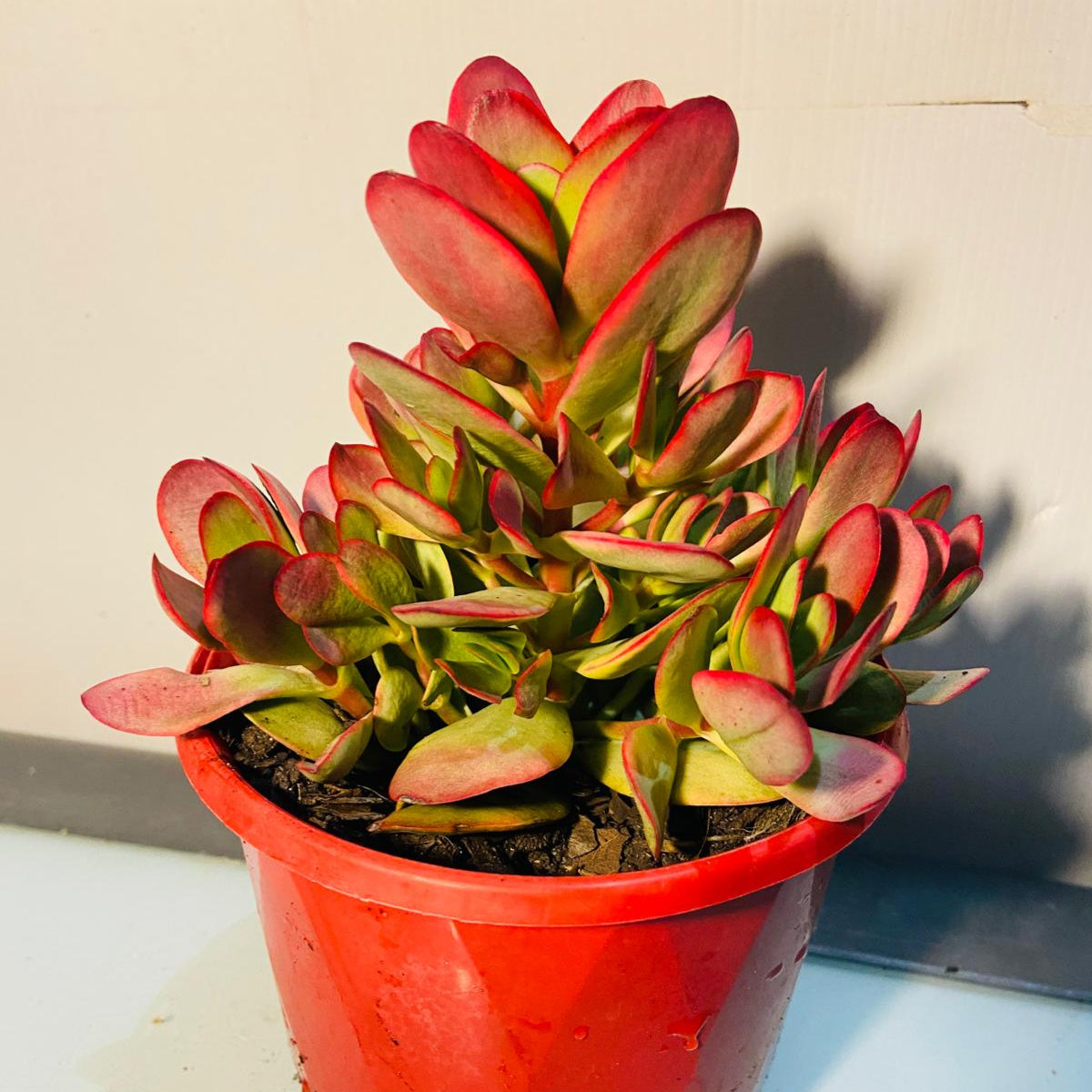 Crassula Platyphylla Variegata