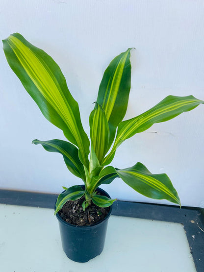 dracaena marley Dracaena Marley 100mm – Succulents World