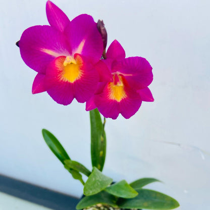 GCT Starrlyn 'TOPAZ'
