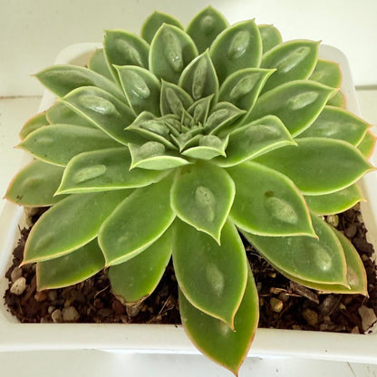 Echeveria Obsidian