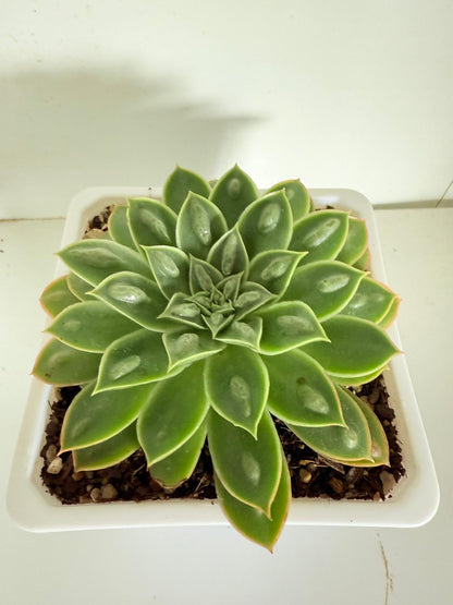 Echeveria Obsidian