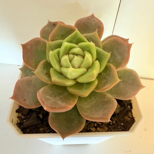 Echeveria Sweet Orange