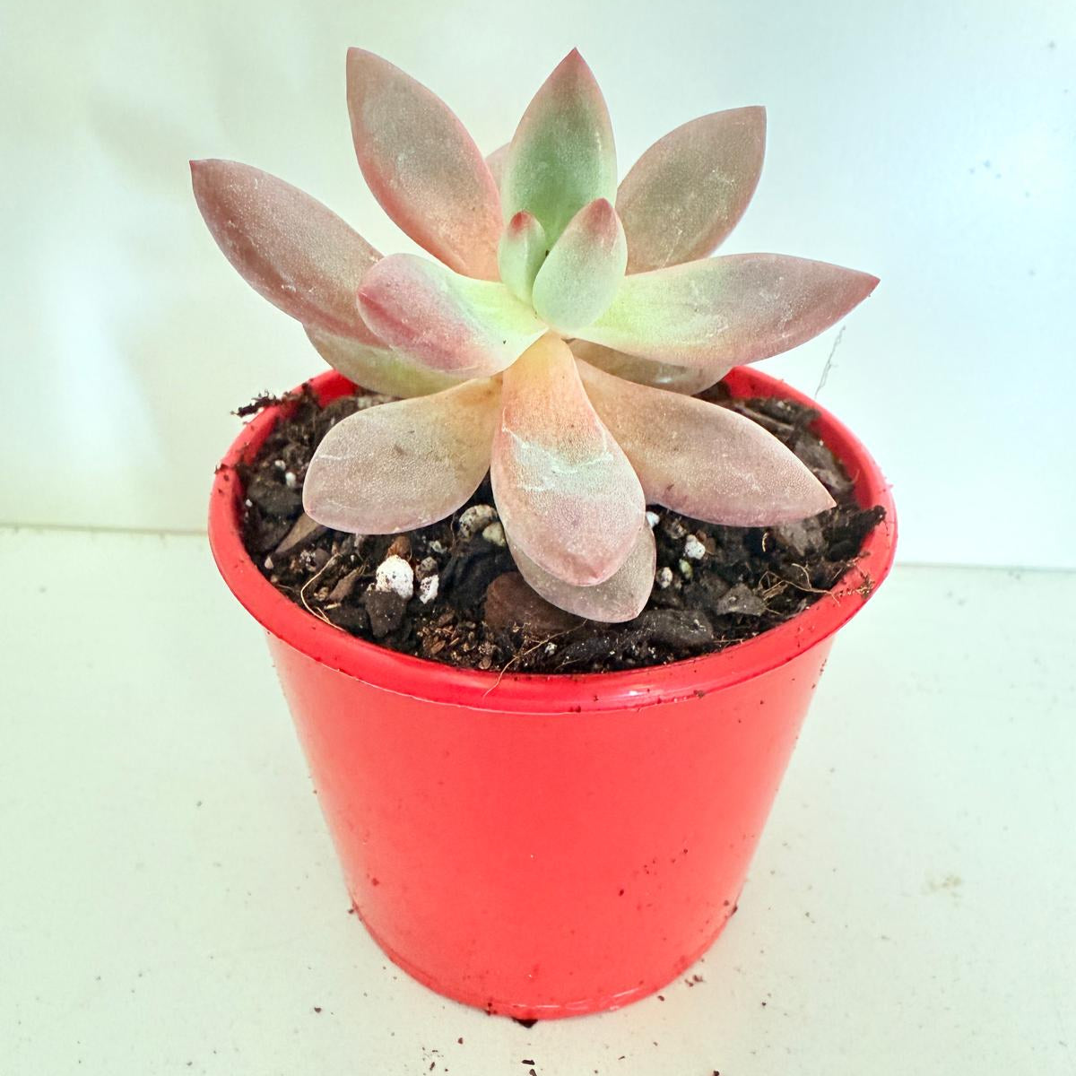 ruby donna succulent Echeveria Ruby Donna – Succulents World