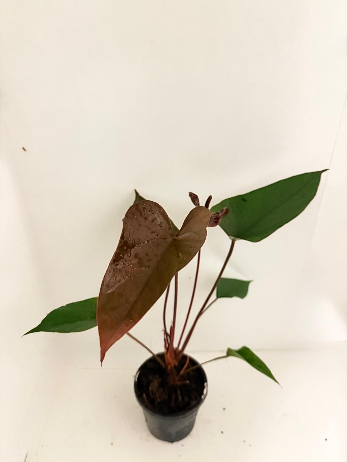 anthurium black beauty Anthurium Black beauty 100mm pot size plant- with pot – Succulents World