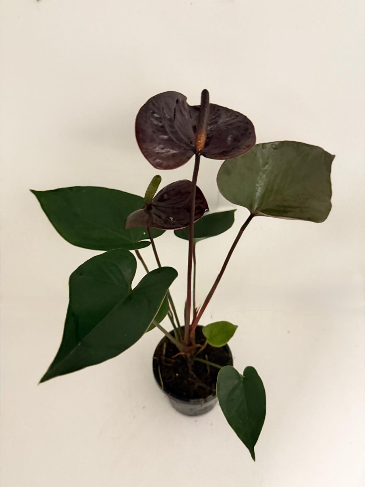 anthurium giant chocolate Anthurium Giant Chocolate- 100mm With Pot – Succulents World