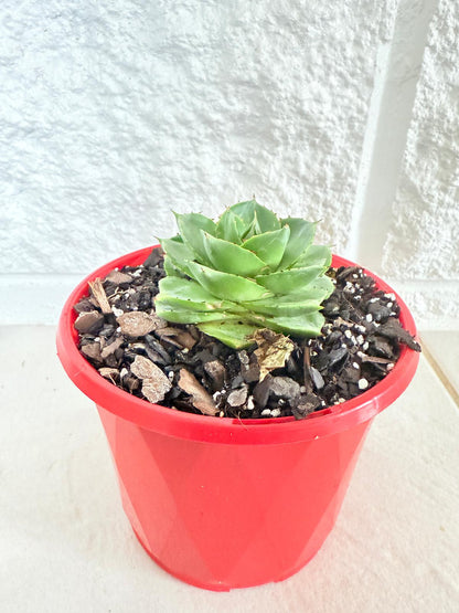 Agave Pixie Rose