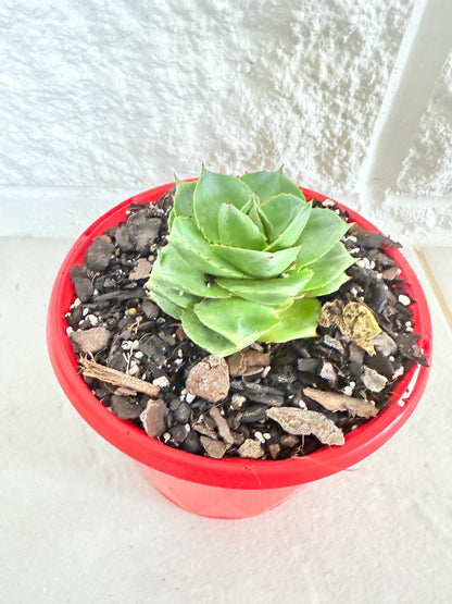 Agave Pixie Rose