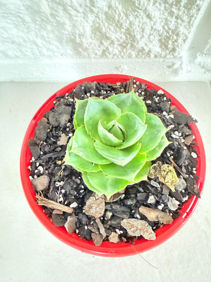 Agave Pixie Rose