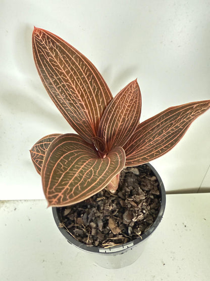 Jewel orchid Ludiscia Discolour