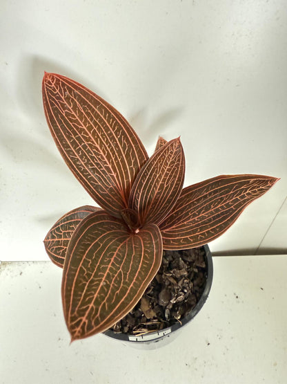 Jewel orchid Ludiscia Discolour