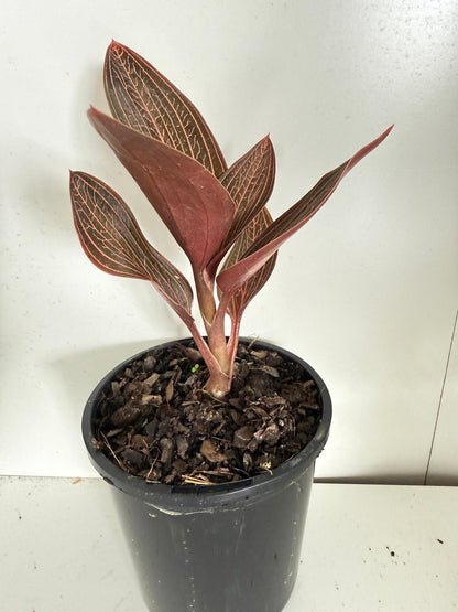 Jewel orchid Ludiscia Discolour