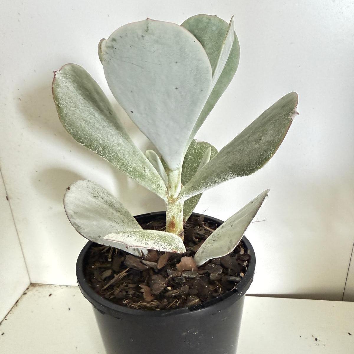Cotyledon Orbiculata Dans Delight