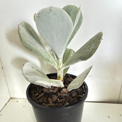 Cotyledon Orbiculata Dans Delight