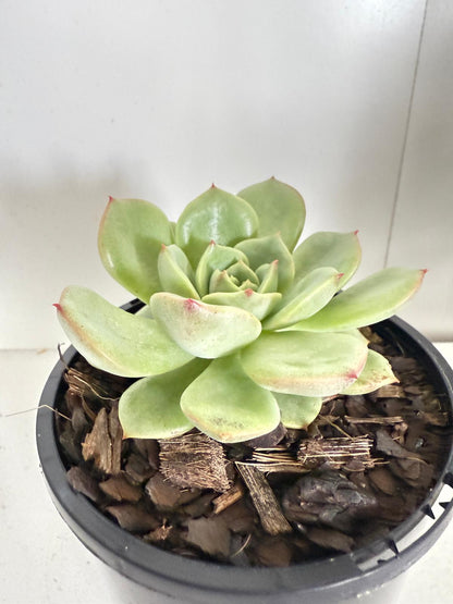 Echeveria Bellia Donna