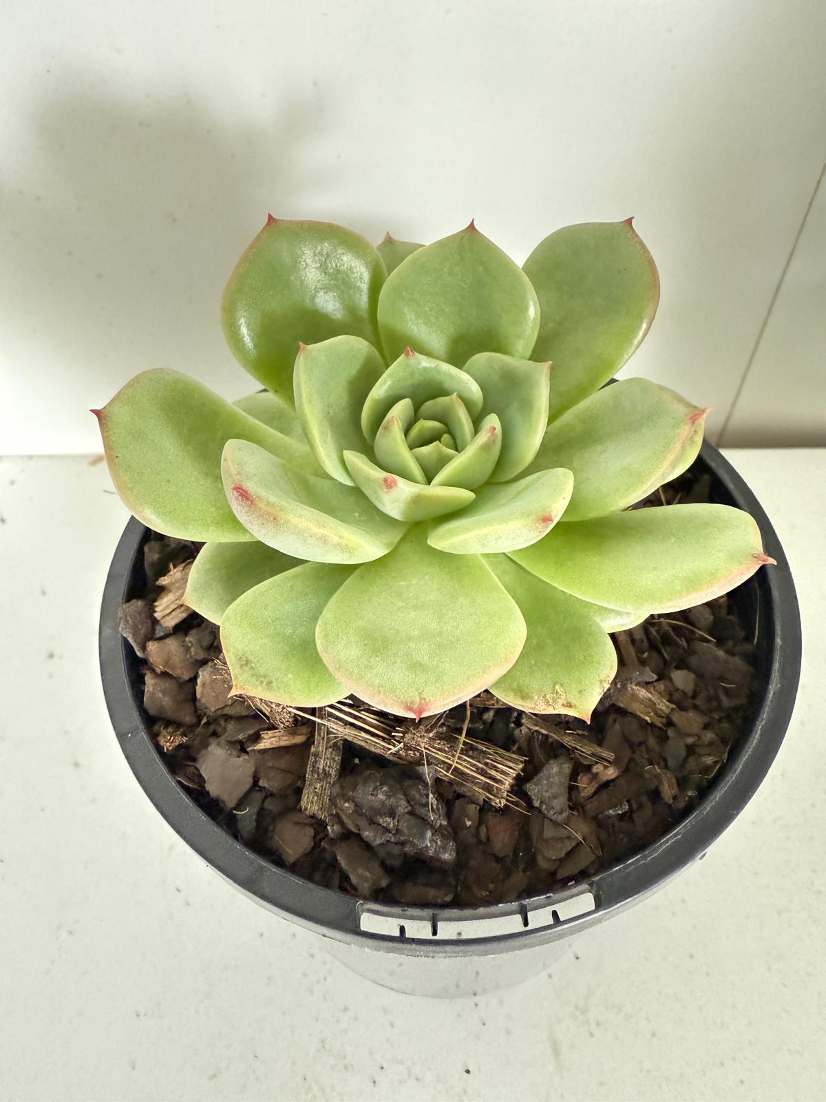 Echeveria Bellia Donna