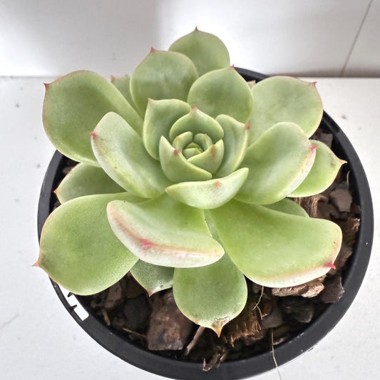Echeveria Bellia Donna