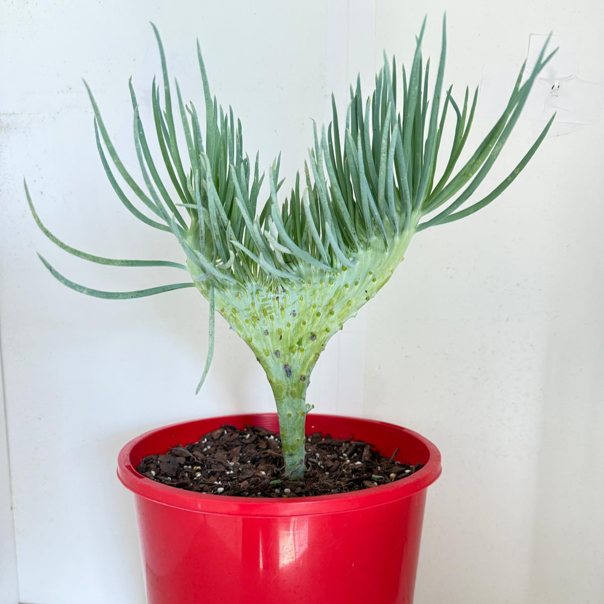 Mermaid Tail : Crested Senecio Talinoides - Narrow Leaf Chalk Stick #901