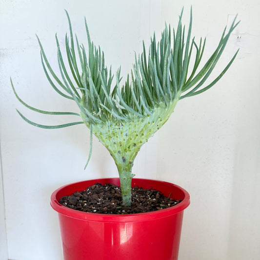 Mermaid Tail : Crested Senecio Talinoides - Narrow Leaf Chalk Stick #901