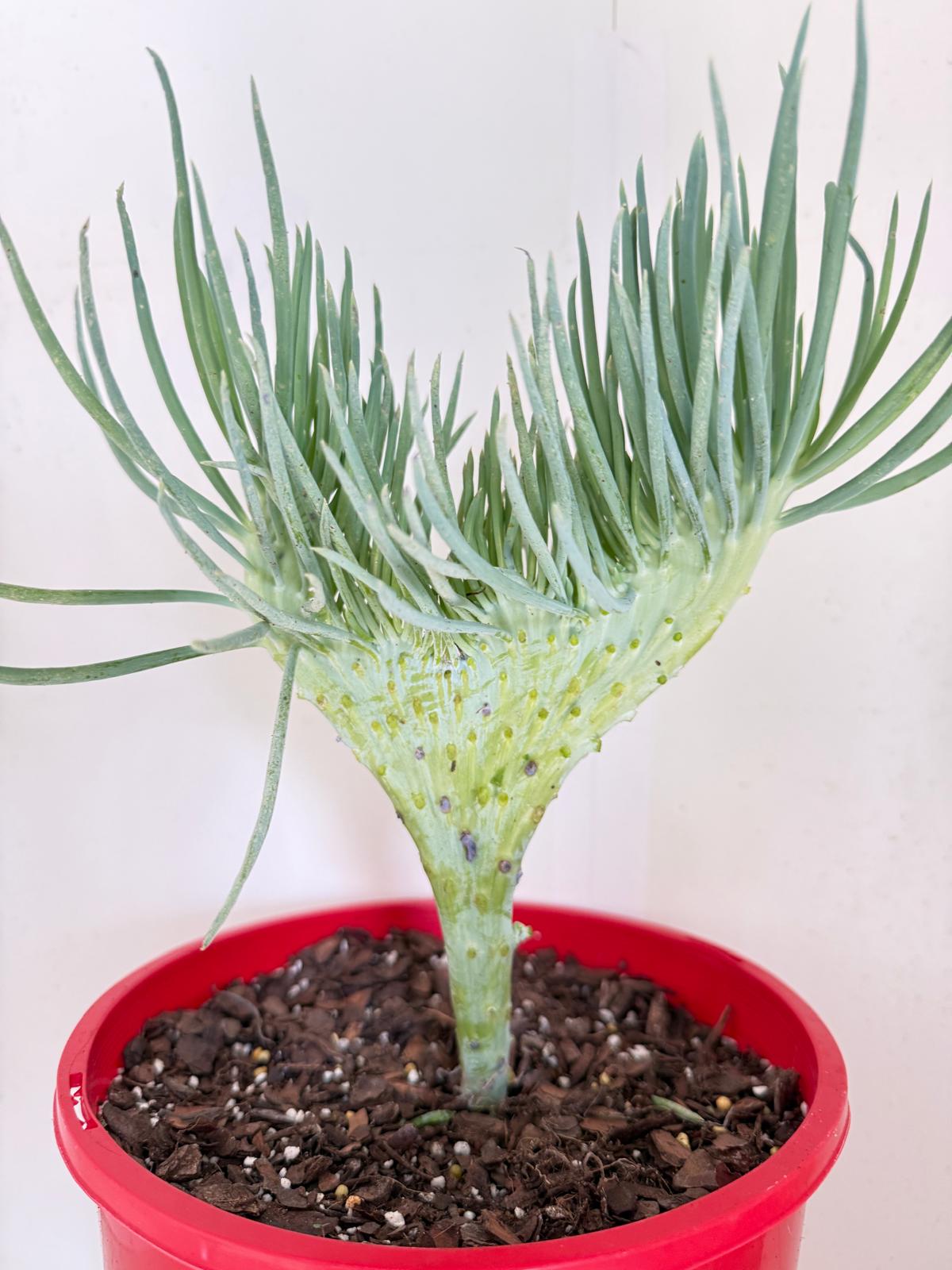 Mermaid Tail : Crested Senecio Talinoides - Narrow Leaf Chalk Stick #901