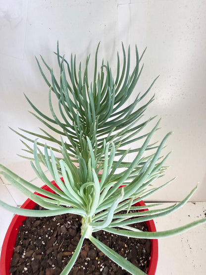 Mermaid Tail : Crested Senecio Talinoides - Narrow Leaf Chalk Stick #901