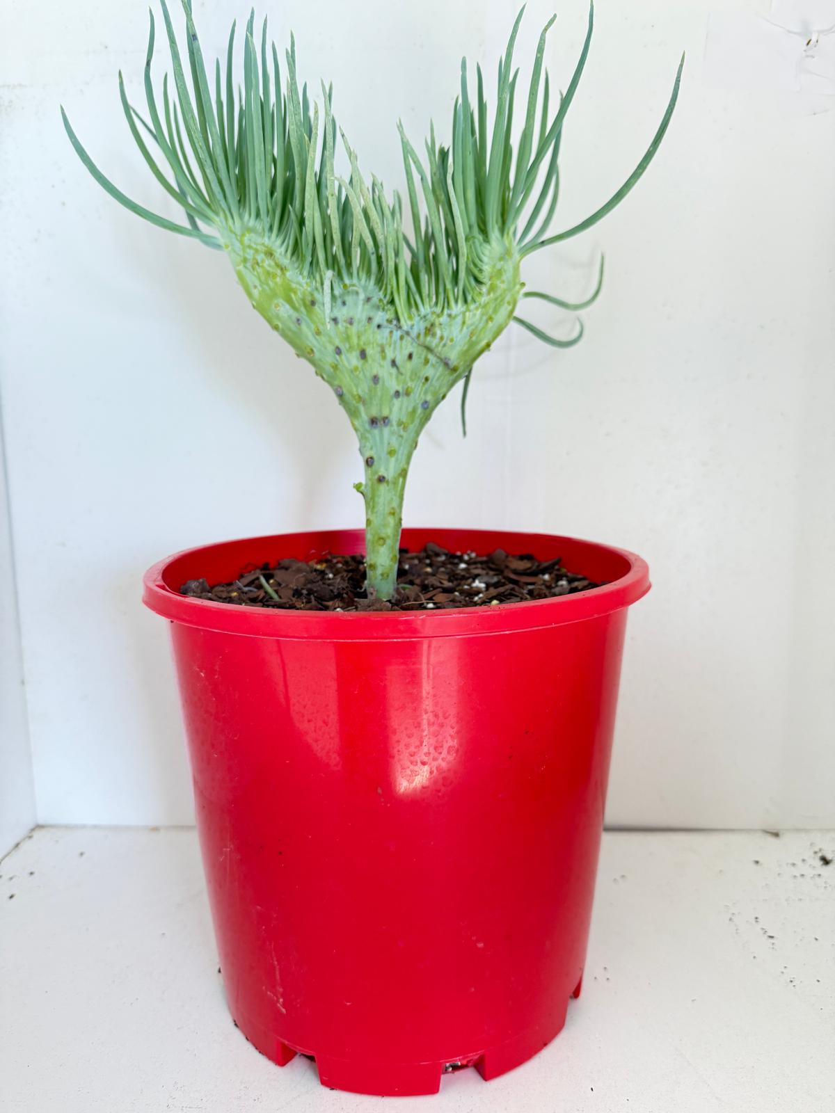 Mermaid Tail : Crested Senecio Talinoides - Narrow Leaf Chalk Stick #901
