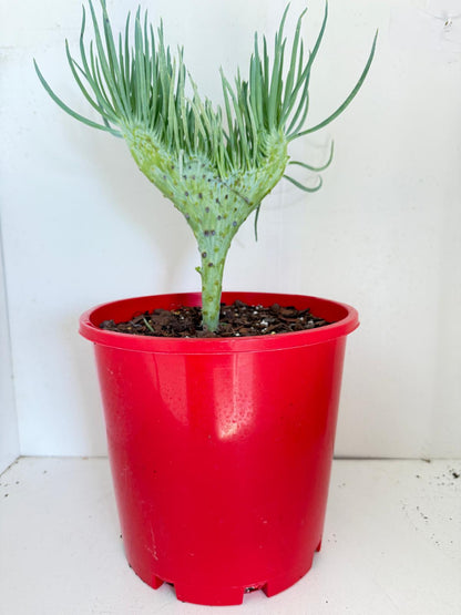 Mermaid Tail : Crested Senecio Talinoides - Narrow Leaf Chalk Stick #901