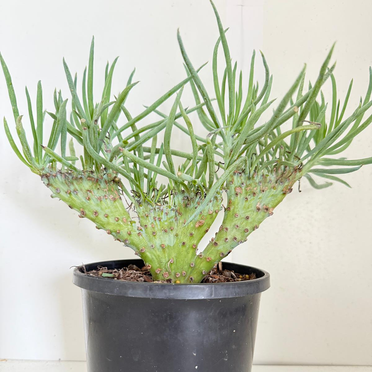 Mermaid Tail : Crested Senecio Talinoides - Narrow Leaf Chalk Stick #902