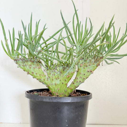 Mermaid Tail : Crested Senecio Talinoides - Narrow Leaf Chalk Stick #902