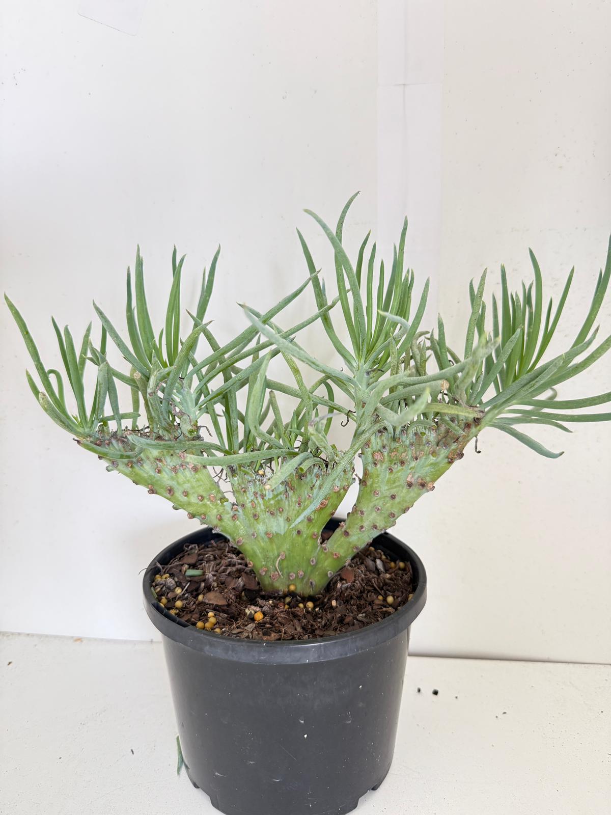 Mermaid Tail : Crested Senecio Talinoides - Narrow Leaf Chalk Stick #902