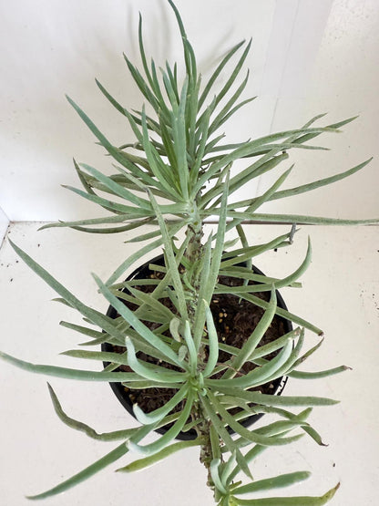 Mermaid Tail : Crested Senecio Talinoides - Narrow Leaf Chalk Stick #902