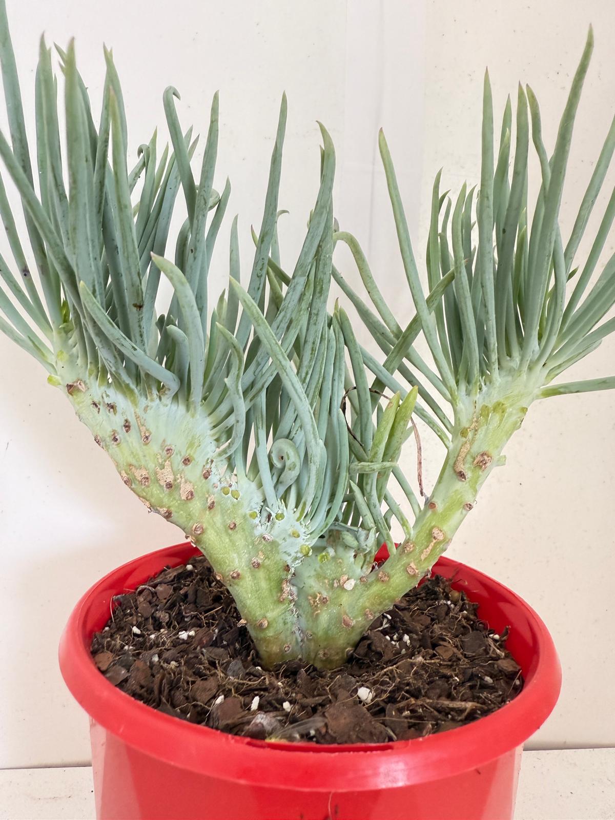 Mermaid Tail : Crested Senecio Talinoides - Narrow Leaf Chalk Stick #904