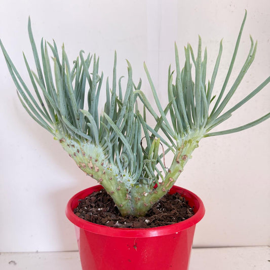 Mermaid Tail : Crested Senecio Talinoides - Narrow Leaf Chalk Stick #904