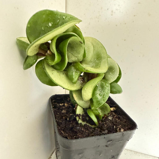 Hoya Hindu Rope