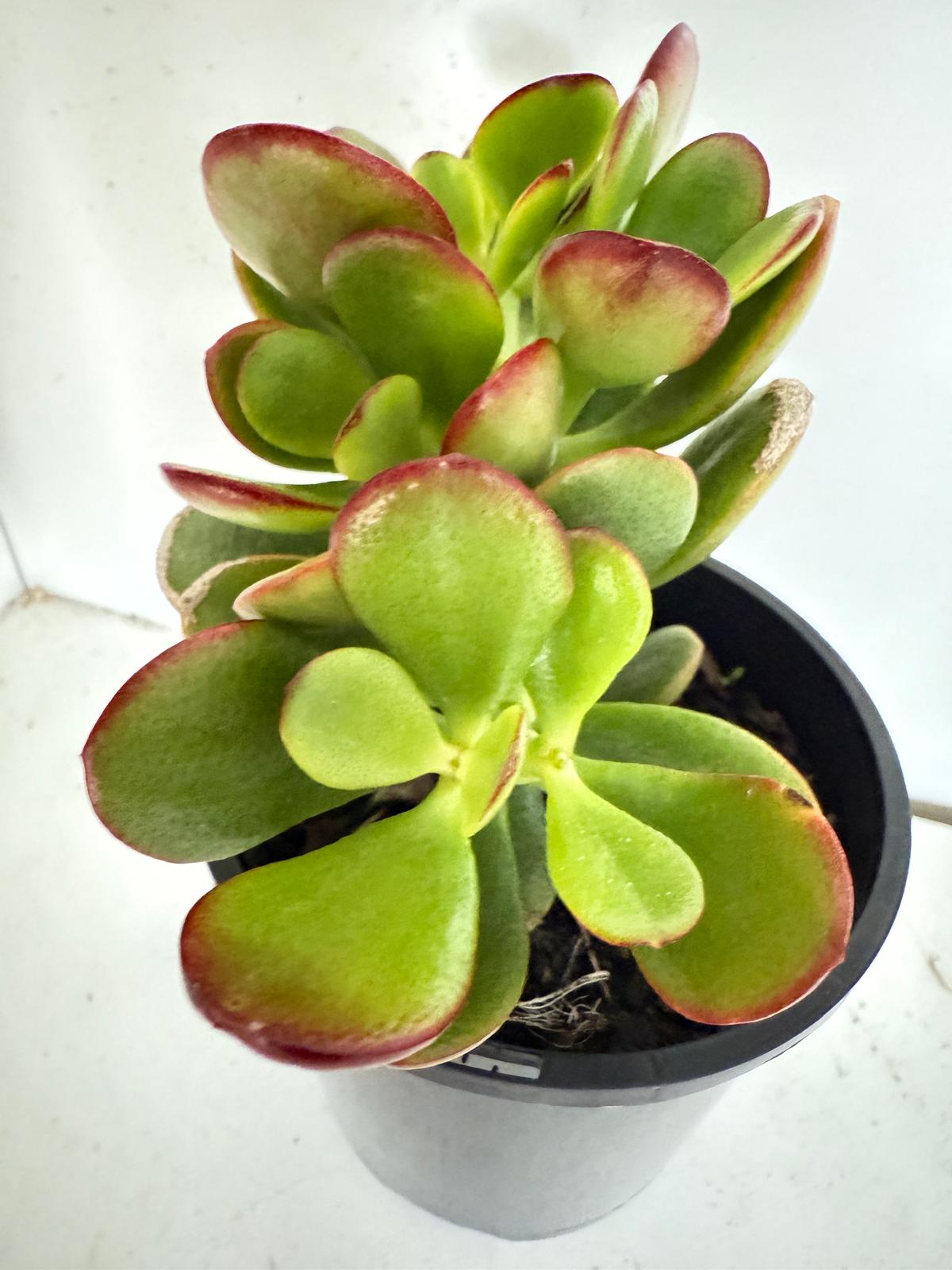 Crassula 'Autumn Glow'