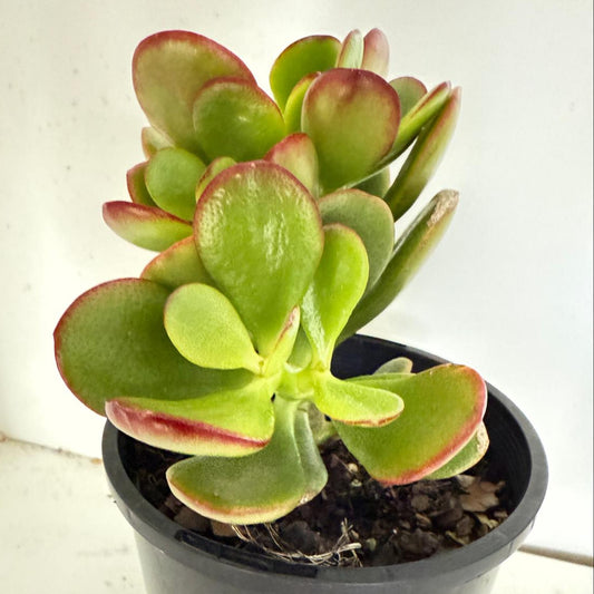 Crassula 'Autumn Glow'