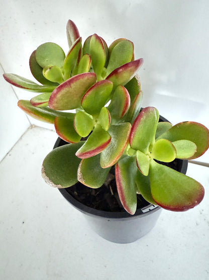 Crassula 'Autumn Glow'