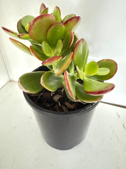 Crassula 'Autumn Glow'