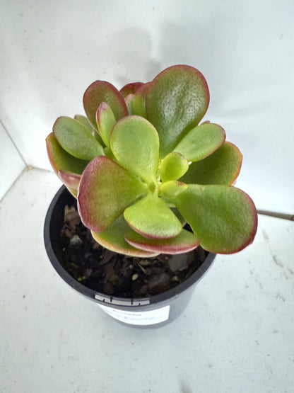 Crassula 'Autumn Glow'