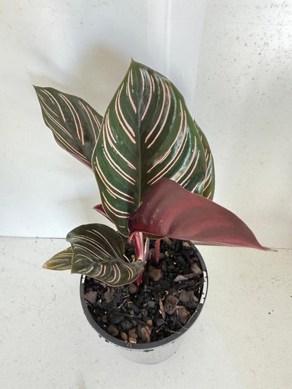 Calathea Ornata