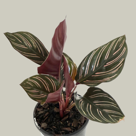 Calathea Ornata