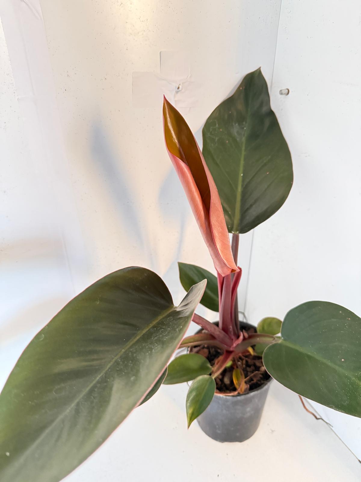 Philodendron Rojo Congo 150mm