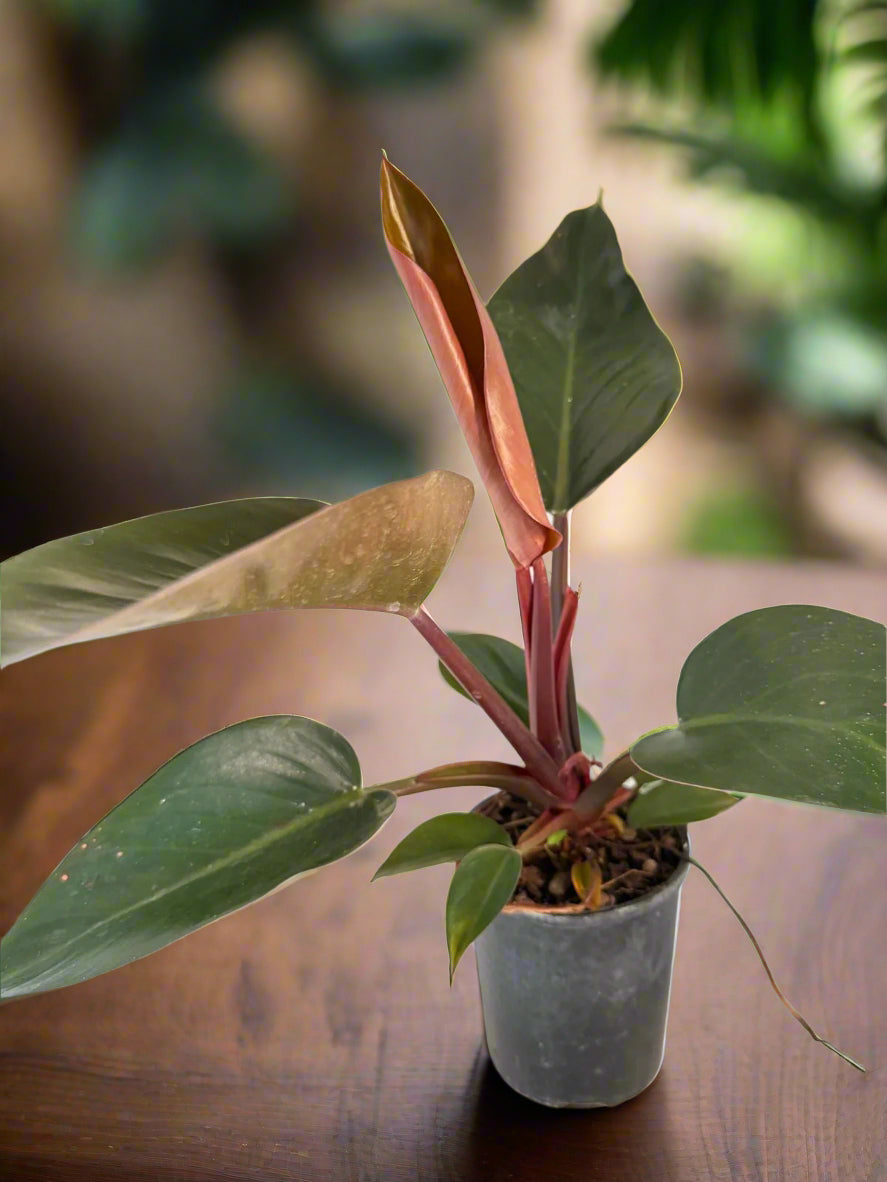 Philodendron Rojo Congo 150mm
