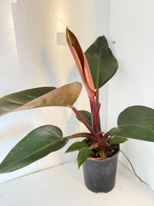 Philodendron Rojo Congo 150mm