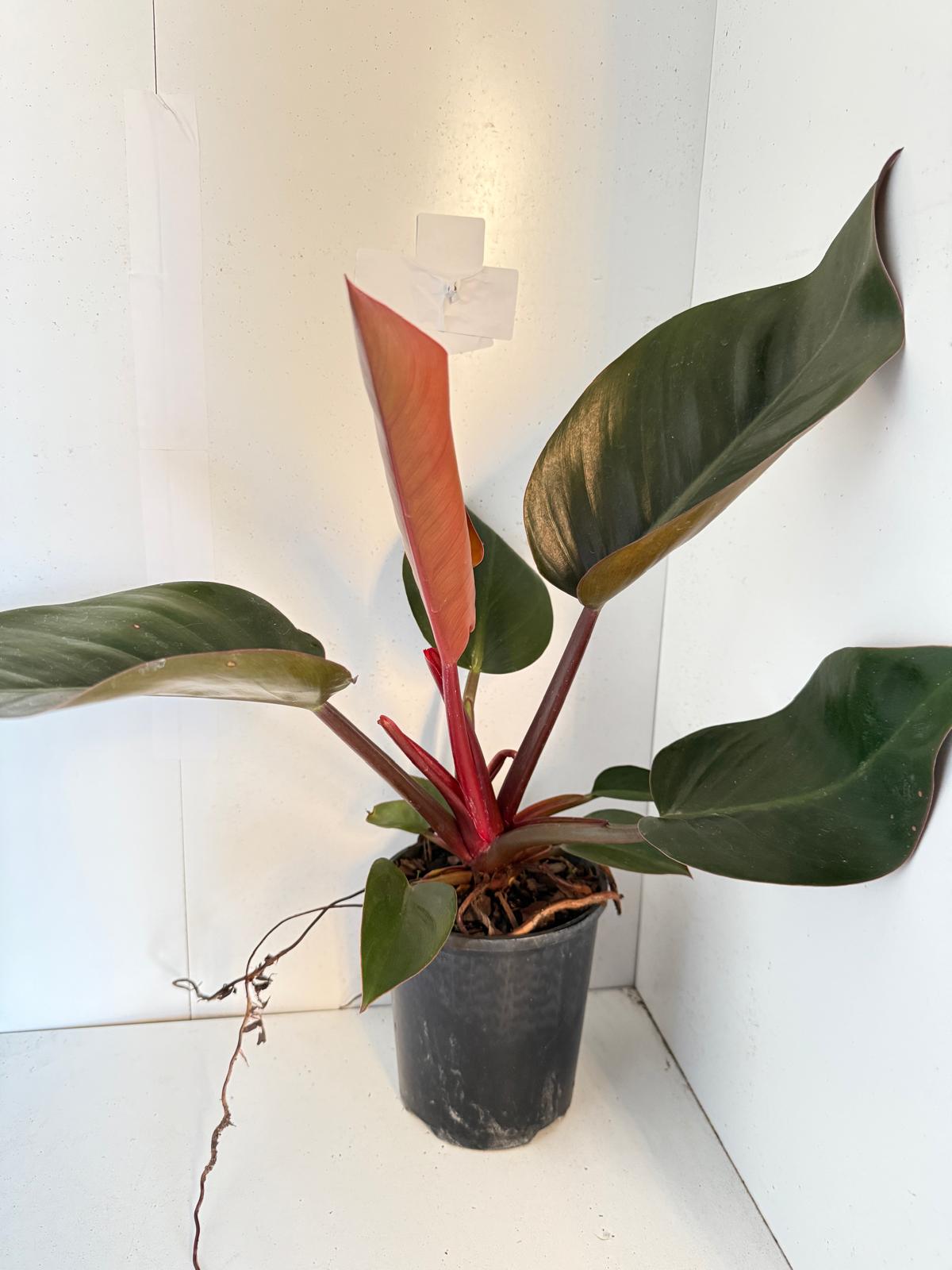 Philodendron Rojo Congo 150mm