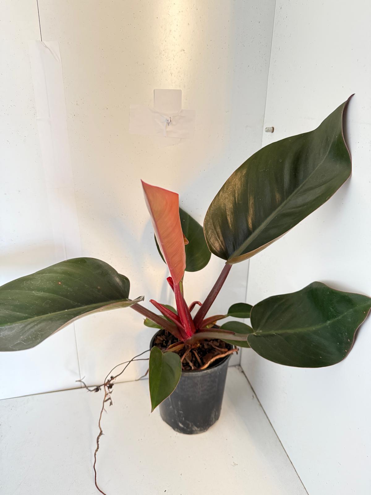 Philodendron Rojo Congo 150mm