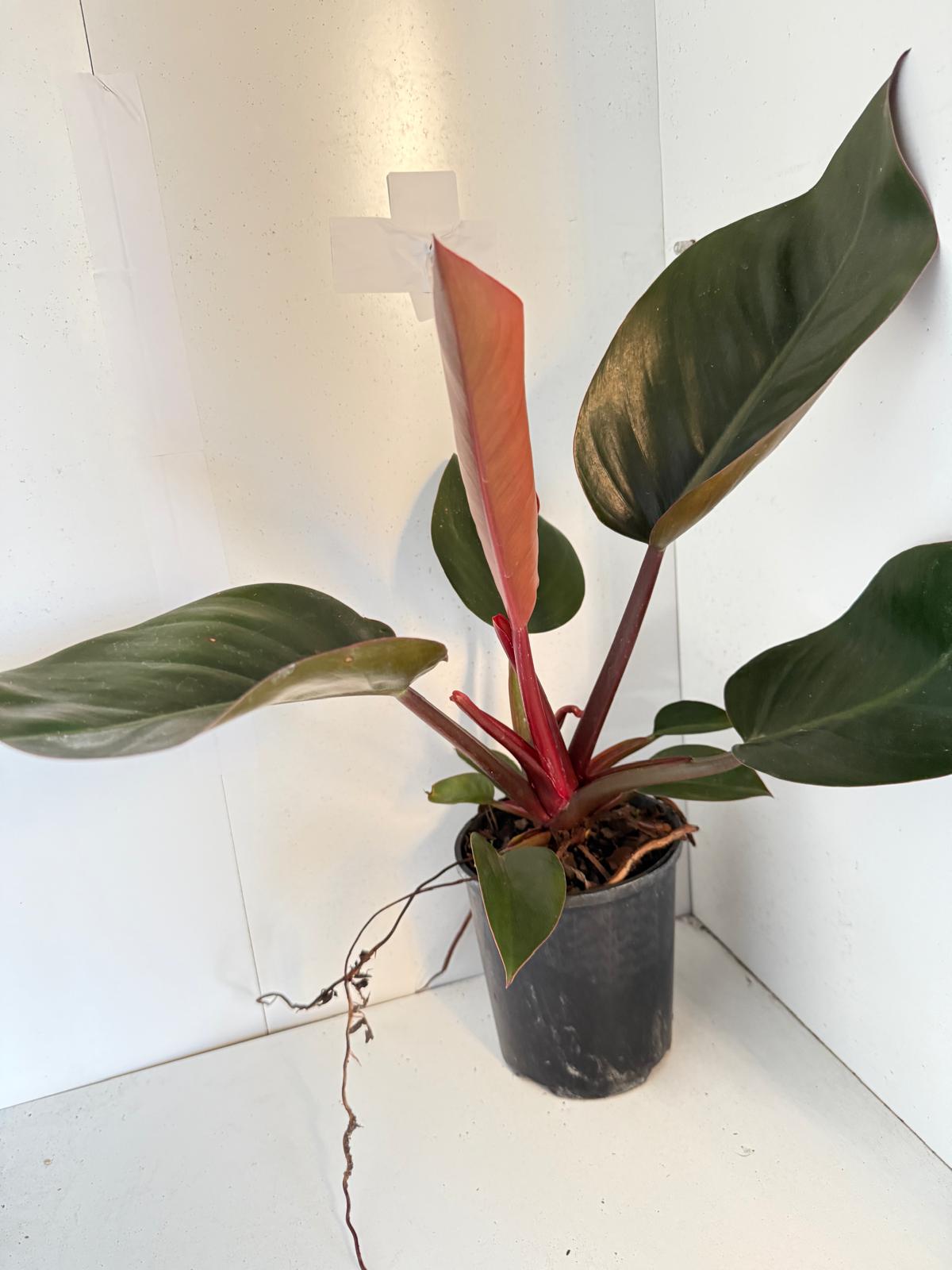 Philodendron Rojo Congo 150mm