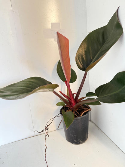 Philodendron Rojo Congo 150mm