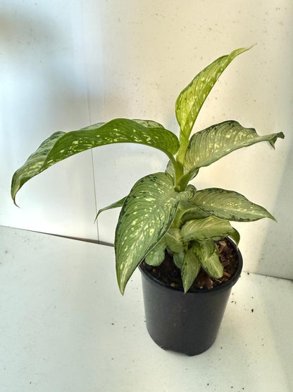 Dieffenbachia Tropical Tiki