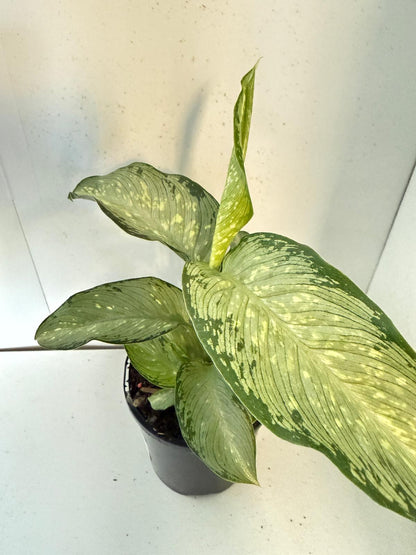 Dieffenbachia Tropical Tiki
